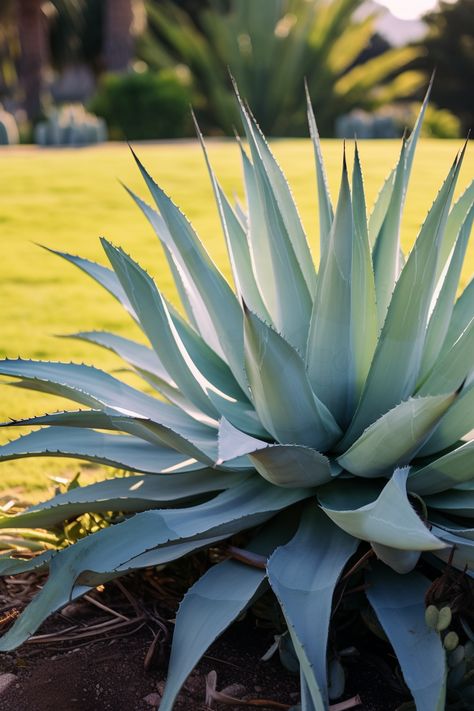 Experience the vibrant energy of agave plants in this stunning garden captured in high-definition. The spiky mounds create a youthful and captivating atmosphere with their light gray and blue hues. Explore the mesmerizing sharp focus and intricate details through schlieren photography. Agave Plants, Agave Plant, Vibrant Energy, Blue Hues, Intricate Details, Light Gray, High Definition, Light Grey, Energy