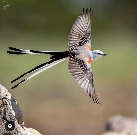 Scissor-tailed Flycatcher. Photo: @stootnick Feather With Birds Tattoo, Navajo Art, Native American Pictures, Bird Artwork, Pretty Animals, Nature Birds, Birds Tattoo, Bird Drawings, Watercolor Inspiration