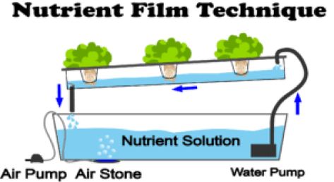 Homemade Hydroponic System, Nft Hydroponics, Hydroponics Setup, Aeroponic System, Types Of Lettuce, Captains Quarters, Hydroponic Systems, Film Technique, Hydroponics Diy