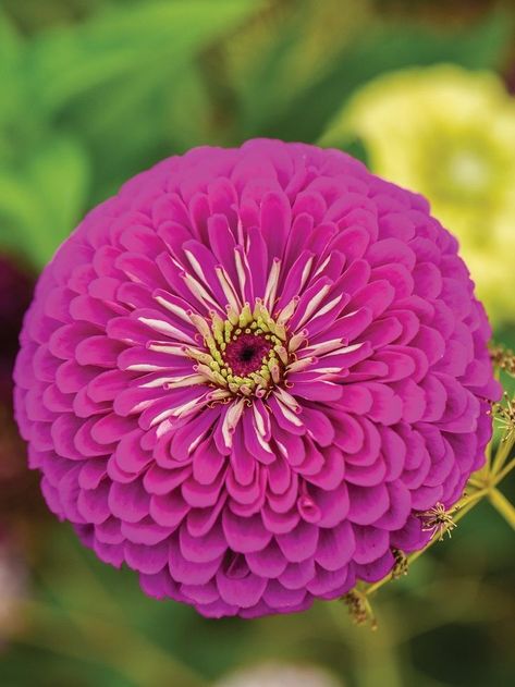 Color Palette Purple, Zinnia Seeds, Bouquet Garden, Zinnia Flowers, Flower Colors, Hanging Baskets, Cut Flowers, Prince, Seeds