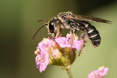 Lipotriches sp. bee pollinating flowers Tarantula Hawk, Pollinating Flowers, Black And White Bee, Fire Ant, Pain Scale, Healthy Juicing, Fire Ants, Bee On Flower, Iphone Wallpaper Girly