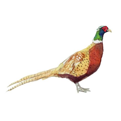 Pheasant Art, Pheasant Drawing, Pheasant Painting, Pheasant Pencil Drawing, Watercolor Pheasant, Pheasant Paintings Art, Pheasant Illustration, Pheasant Drawing Illustrations, Pheasant Embroidery