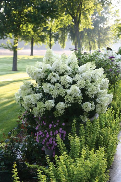 Bobo Hydrangea, Hedges Landscaping, Hardy Hydrangea, Hydrangea Landscaping, Hydrangea Shrub, Hydrangea Varieties, Panicle Hydrangea, Limelight Hydrangea, Hydrangea Garden