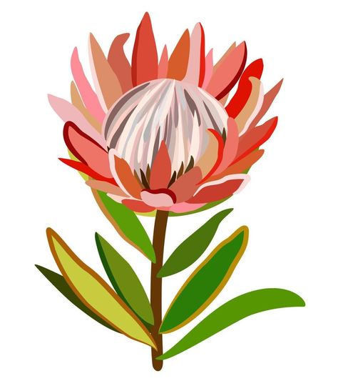 Protea Illustration, Protea Art, Flower With Leaves, Heritage Day, Protea Flower, Flower Fruit, Cultural Centre, Painted Rocks Diy, Leaves Vector