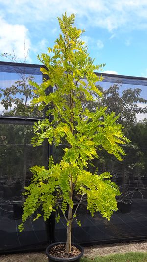 Honey Locust Tree, Locust Tree, Outside Plants, Honey Locust, Back Garden Design, Red Robin, Forest Garden, Unique Trees, Tree Care