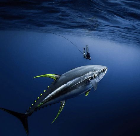 Skin Diving, Swimming In The Ocean, Yellowfin Tuna, Life Under The Sea, Fishing Photography, Salt Water Fishing, Salt Water Fish, Fishing Pictures, Marine Conservation