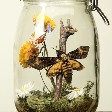 Glass Jar Terrarium, Entomology Decor, Butterflies Real, Bug Taxidermy, Mason Jar Terrarium, Wall Terrarium, Jar Terrarium, Oddities Decor, Taxidermy Decor