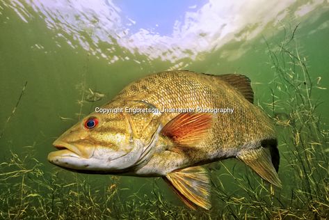 Fish Taxidermy, Technical Design, Smallmouth Bass, Largemouth Bass, Aesthetic Inspiration, Simple Bedroom, Freshwater Fish, Underwater Photography, Walking Sticks