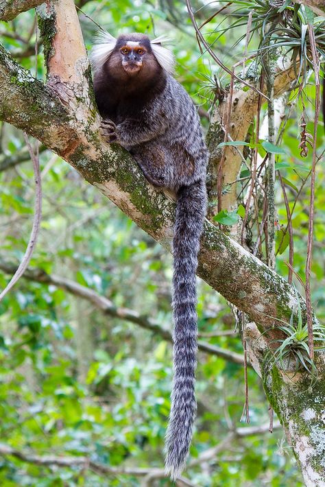 Common marmoset (Callithrix jacchus) | Rodrigo Conte | Flickr Animal Wallpaper Aesthetic, Common Marmoset, Tropical Animals, Animal Print Wallpaper, Rare Birds, About Animals, Rare Animals, Pretty Animals, African Animals