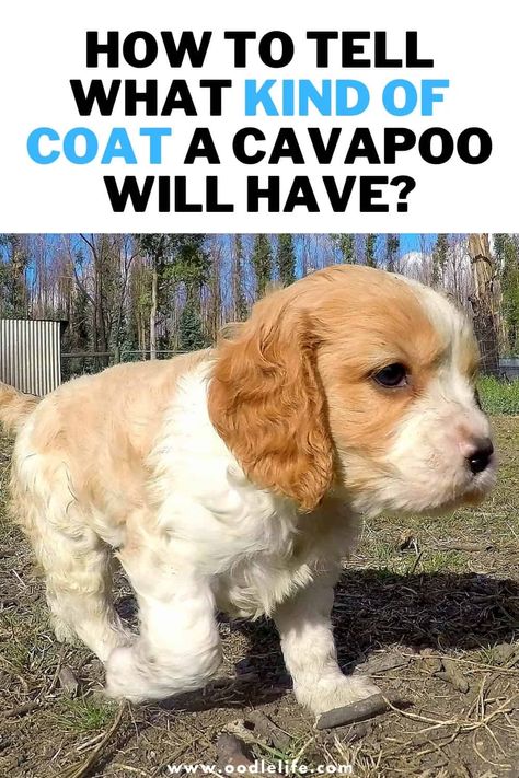 How To Tell What Coat Your Cavapoo Will Have - Oodle Life Cavapoo Full Grown, Black Cavapoo, Black Cockapoo, Puppy Haircut, Cavapoo Dogs, Poodle Hair, Puppy Coats, Bernedoodle Puppy, Puppy Cut