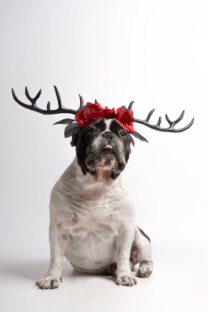 Portrait french bulldog with halloween d... | Premium Photo #Freepik #photo #dog-portrait #french-bulldog #funny-dog #small-dog 50 Million, Deer Antlers, Christmas Cheer, Premium Photo, Tis The Season, Antlers, French Bulldog, Bulldog, Deer