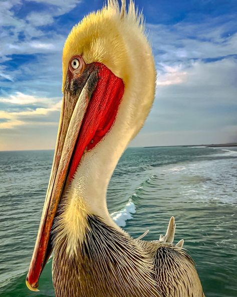 Pelican Photos, Pelican Art, Turkey Images, Pelican Bird, Photo Note Cards, Bird Watercolor Paintings, Driftwood Wall Art, Interesting Animals, Herons