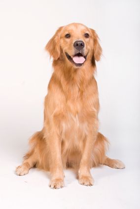 Golden Retriever Sitting, Dog Breeds For Families, Cat Scratcher Post, Friendly Dog Breeds, Family Friendly Dogs, British Dog, A Golden Retriever, Pet Breeds, Australian Shepherds