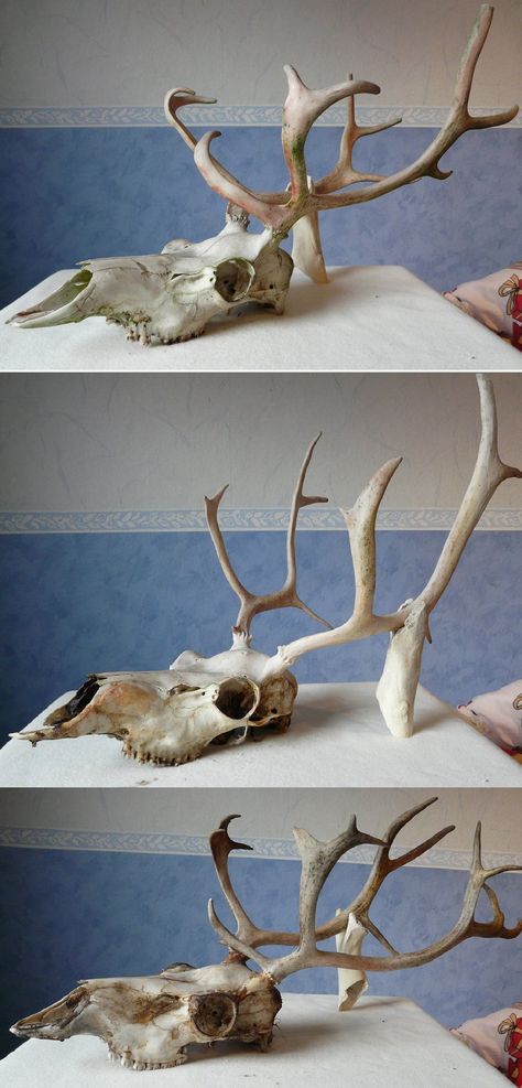 Reindeer Skulls by CabinetCuriosities.deviantart.com on @deviantART Animal Skull Sculpture, Reindeer Skull, Siberian Shaman, Diy Antlers, Dead Animals, Skull Reference, Skeleton Anatomy, Elements Tattoo, Animal Skeletons