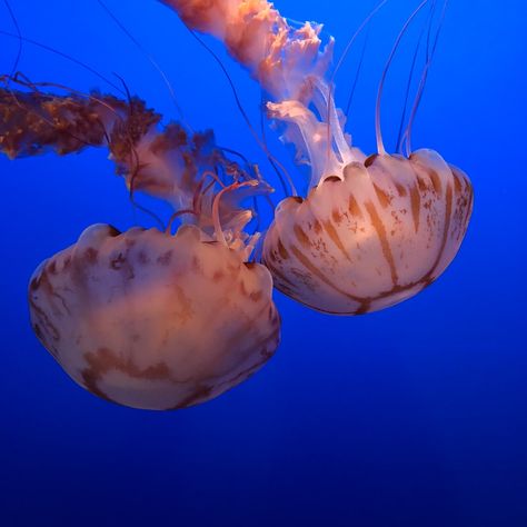 Thanks to @lanceplaine for making this photo available freely on @unsplash 🎁 Two Jellyfish, Jellyfish Images, Jellyfish Photo, Infinity Art, Monterey Bay Aquarium, Monterey Bay, Still Water, Best Funny Pictures, Monterey