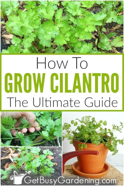 Growing Cilantro Outdoors, Pruning Cilantro, How To Grow Cilantro, Grow Cilantro, Growing Herbs At Home, How To Harvest Cilantro, Soil Fertilizer, Cilantro Plant, Growing Cilantro