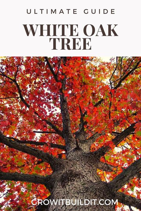 There is no other native plant that does more for nature than an Oak tree. Oak Trees Types, Scarlet Oak Tree, Texas Red Oak Tree, Oak Tree Growth, Grow Oak Tree From Acorn, Michigan Trees Identification, Tree Leaf Identification, American Yellowwood Tree, Leaf Identification