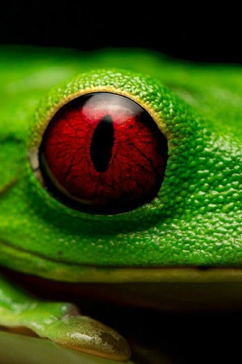 Animals Close Up, Animal Eyes, Animal Eye Photography, Animal Face Close Up, Reptile Eyes Human, Animal Eye Close Up, Animal Eyes Close Up, Chameleon Eyes, Reptile Eye