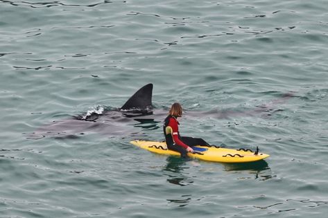 Sharks Swimming, Basking Shark, Shark Photos, Shark Pictures, Monster Fishing, Shark Swimming, Shark Fishing, Hang Ten, Shark Week