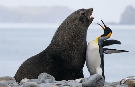 come at me penguin Blank Meme Template Funny Wild Animals, Comedy Wildlife Photography, Dar Es Salaam, Affinity Photo, Funny Animal Photos, Puppy Chow, Photo Awards, Photography Competitions, Wildlife Photos