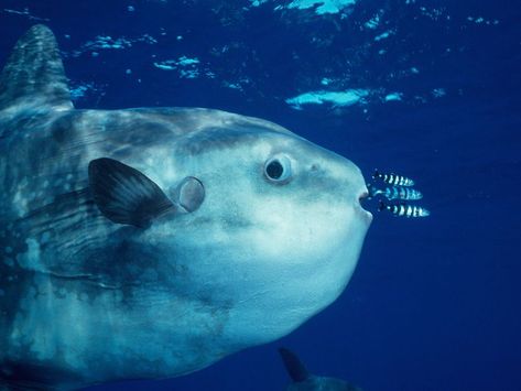 Goofy Looking Ocean Sunfish Are Actually Active Swimmers and Predators | Smart News | Smithsonian Creatures Of The Deep, Month Animals, Mola Mola, Giant Fish, Animal Magic, Marine Fish, Animal Antics, Fishing Humor, Marine Animals