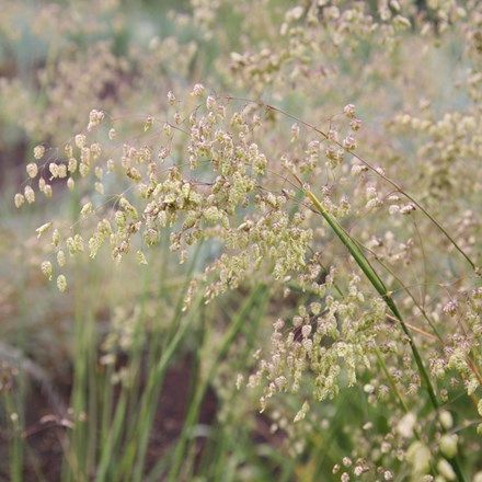 Briza media Briza Media, Perennial Grasses, Herbaceous Border, Planting Plan, Terrarium Plants, Buy Plants, Chelsea Flower, Ornamental Plants, Chelsea Flower Show