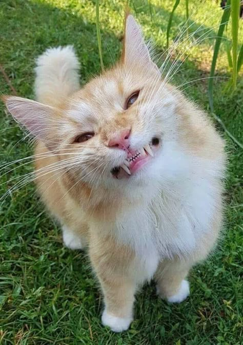 This orange and white cat says, "Let me show you my fangs." Gatos Cool, Funny Animal Photos, Cute Kittens, Funny Animal Pictures, Pretty Cats, Animal Photo, Beautiful Cats, 귀여운 동물, Cat Photo