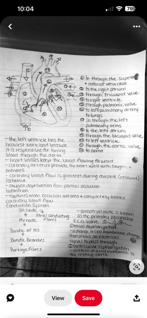 Nurse Notes Aesthetic, Nurse Notes, Nurse Study, Heart Valves, Nurse Study Notes, Coronary Arteries, Pretty Notes, Nursing Study, Nursing Notes