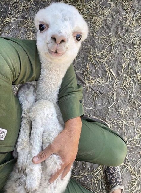 Heart Surgeon, Baby Llama, Pretty Animals, Cute Animals Images, 웃긴 사진, Silly Animals, Fluffy Animals, Cute Wild Animals, Cute Animal Photos