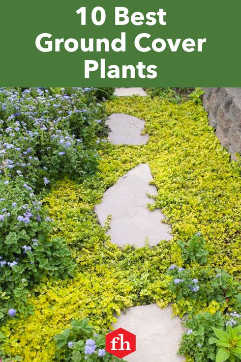 Ground Cover Plants Shade, Ground Covers For Sun, Ground Cover Shade, Best Ground Cover Plants, Low Growing Ground Cover, Perennial Ground Cover, Rocks Landscaping, Landscaping With Large Rocks Front Yard, Natural Landscaping