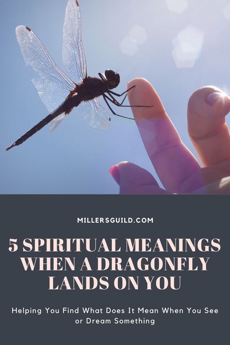 Dragonfly Meaning Spiritual, Animals Symbolism, Fly Symbolism, Sacred Geometry Meanings, Dragonfly Meaning, Dragonfly Symbolism, Rising Phoenix Tattoo, Butterfly Meaning, Spirit Animal Meaning