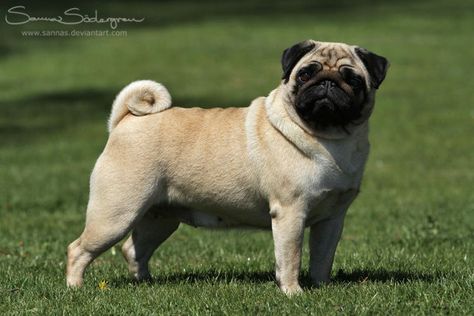 FAWN Pug by SaNNaS Pug Meme, Fawn Pug, Toy Dogs, Animal Advocacy, Purebred Dogs, Pug Puppies, Breed Dogs, Mixed Breed Dogs, Mixed Breed