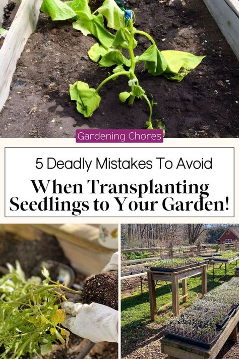 Transplanting seedlings can be tricky, but avoiding these mistakes can make all the difference. Click to explore our expert tips! Growing Seedlings, Seed Starting, Planting, Seeds, Canning, Plants