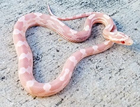 Snow Corn Snake, Snake Breeds, Snakes For Sale, Corn Snakes, Feathered Serpent, Pretty Snakes, Coral Snake, Corn Snake, Cute Reptiles