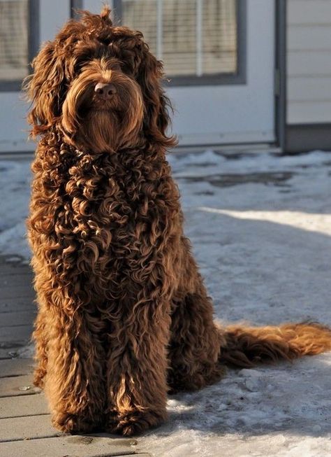 How Big do Labradoodles Get? Ultimate Labradoodle Size Guide - Labradoodles & Dogs Labradoodle Chocolate, Labradoodle Pictures, Brown Doodle, Brown Labradoodle, Australian Labradoodles, Chocolate Labradoodle, Dog Crossbreeds, Labradoodle Puppies, Doodle Dogs