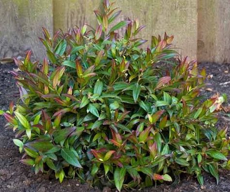 Deer Resistant Shrubs, Flowers For Beginners, Small Evergreen Shrubs, Tools Tattoo, Shrubs For Landscaping, Landscaping Shrubs, Low Growing Shrubs, Broadleaf Evergreen, Shade Shrubs