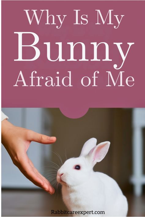 Person reaching out to a white rabbit with text: "Why Is My Bunny Afraid of Me". Rabbit Behavior, Prey Animals, Bunny Care, Loving Relationship, Pet Bunny, Hiding Spots, Learning To Trust, Loud Noises, Pet Rabbit