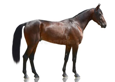 Horses Side View, Horse Back View Drawing, Horse Looking Back Over Shoulder, Horse Side Profile, Horse Side View, Horse Face Front View, Horse Running Front View, Hooved Animals, Horses Drawing