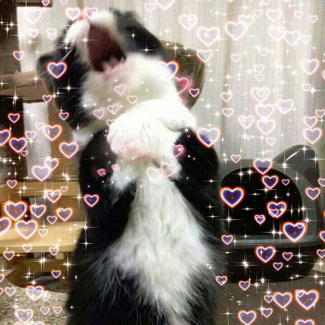 Cat in love, heart edit, sticker, cat sticker, icon, cat icon Heart Edit, Cat In Love, Icon Cat, Sticker Icon, Cat Heart, Heart Background, Cat Icon, Reaction Pics, Wholesome Memes