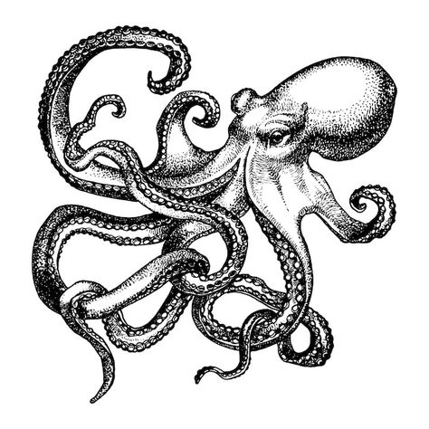 Kraken Drawing Sea Monsters, Octopus Vector Illustration, Octopus Ink Drawing, Octopus Reference, Greek Methodology, Monster Tentacles, Types Of Octopus, Octopus Sketch, Tea Cup Drawing