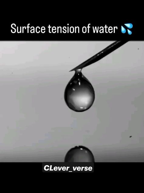 #science #physics Surface Tension, Science Physics, Funny Animals, Physics, Science, Water, Funny, Animals