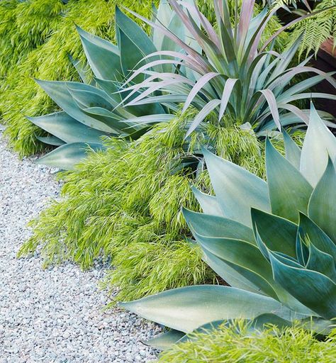 Yucca 'Magenta Magic,' Agave 'Blue Flame,' and Acacia 'Cousin Itt' (top, from left to right) making a lot of magic together with contrasting textures and colors together in this sweet garden! ⁠ ⁠ Now's the time to get your home and garden ready for gatherings and guests. We have everything your garden needs, so come on down and see us this weekend.⁠ ⁠ #floragrubbgardens⁠ #fallplanting⁠ #acaciacousinitt⁠ #agaveblueflame⁠ #yuccamagentamagic Wholesale Plants, Flora Grubb, Low Water Gardening, California Garden, Dry Garden, Coastal Gardens, Mediterranean Garden, Native Garden, Agaves