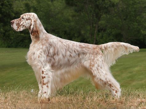 Pure perfection English Setter Dogs, English Setters, English Dogs, Tattoos For Dog Lovers, Hunting Dog, Bird Dogs, English Setter, Search Bar, Hunting Dogs