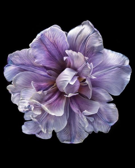 Debi Shapiro (@debishapirophotography) • Instagram-Fotos und -Videos Flowers Black Background, Dark Purple Flowers, Flower Close Up, Flower Icons, Dark Flowers, Nothing But Flowers, February 19, Beautiful Flowers Pictures, Creative Drawing