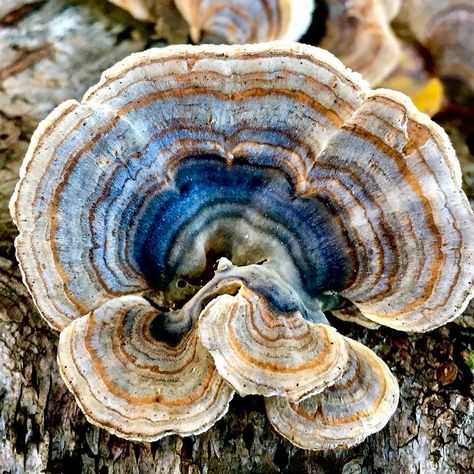 Mother Painting, Turkey Tail Mushroom, Modern Farmer, Mushroom Pictures, Turkey Tail, Plant Fungus, Mason Cash, Edible Mushrooms, Watercolor Projects