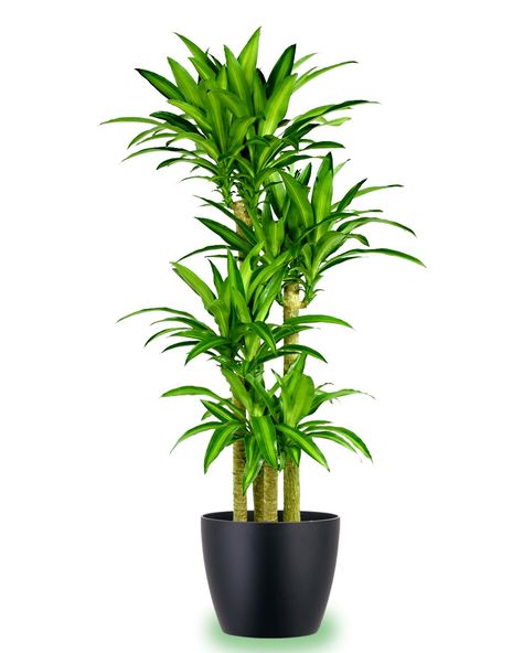 Large potted corn plant. Corn Plant Indoor, Mass Cane, Artificial Plants Decor, Air Purifying House Plants, Artificial Plants Indoor, Artificial Plants And Trees, Corn Plant, Artificial Plants Outdoor, Meteor Garden 2018