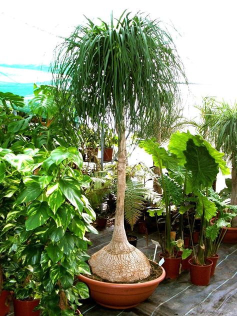 Ponytail Plant, Ponytail Palm Care, Ponytail Palm Tree, Ponytail Palm, Palm Tree Pictures, Palm Plant, Succulents Indoor, Potted Trees, Container Garden