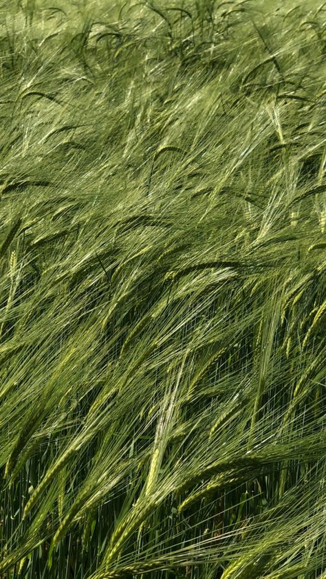 Green Texture Architecture, Green In Nature, Grass Picture, Forest Texture, Green Textures, Texture Nature, Grass Texture, Green Inspo, Earth Texture