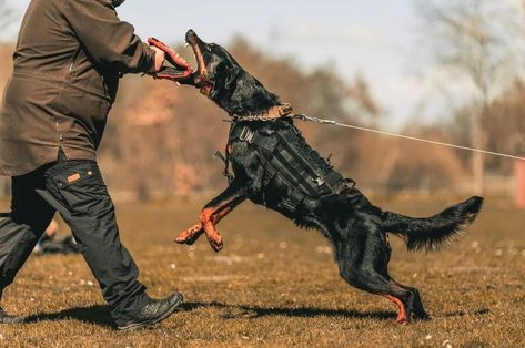 Beauceron working bitework Dog Sports, Working Dog, Group 1, Pretty Animals, Sporting Dogs, Beloved Dog, Puppy Dogs, Dog Photography, Working Dogs