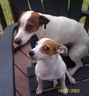 Chien Jack Russel, Big Fluffy Dogs, Jack Russell Mix, Jack Russell Terrier Puppies, Jack Russell Puppies, Russel Terrier, Dog Waiting, Jack Russell Dogs, Jack Russells